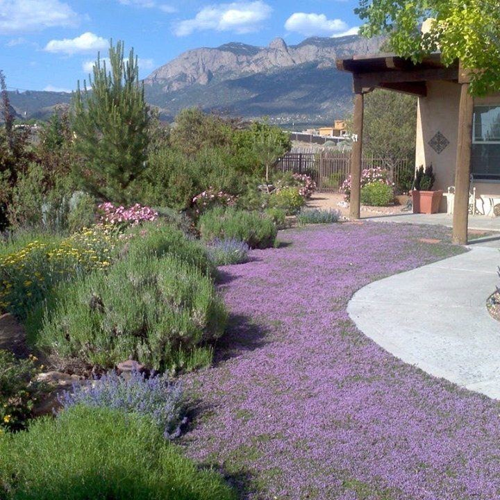 Purple creeping thyme forms a dense ground cover along a garden path near green shrubs and mountains.