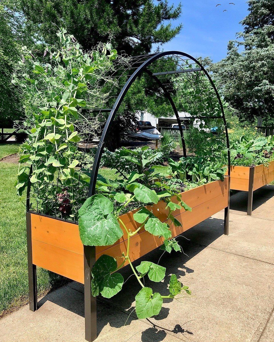 An elevated wooden planter box with a metal arch trellis and green climbing plants.