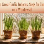 An indoor garden with garlic plants growing in containers on a windowsill.