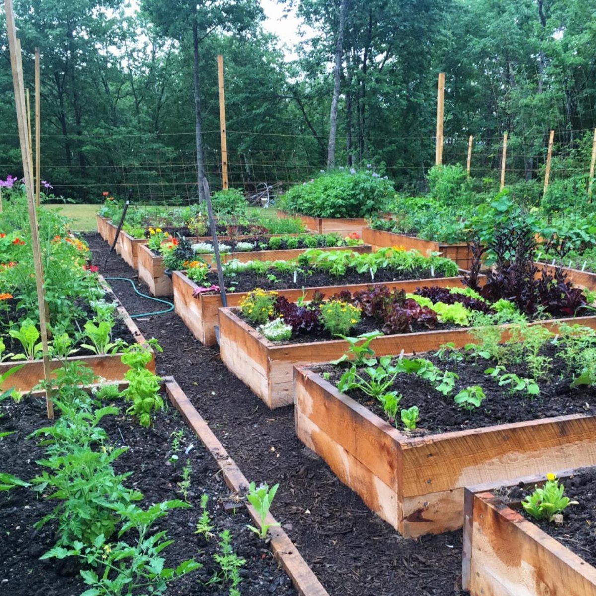 Rectangular wooden raised garden beds filled with green plants arranged in a garden layout.