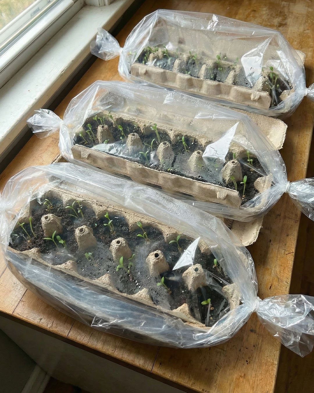 Small green seedlings growing in egg cartons covered with plastic on a sunny wooden windowsill.